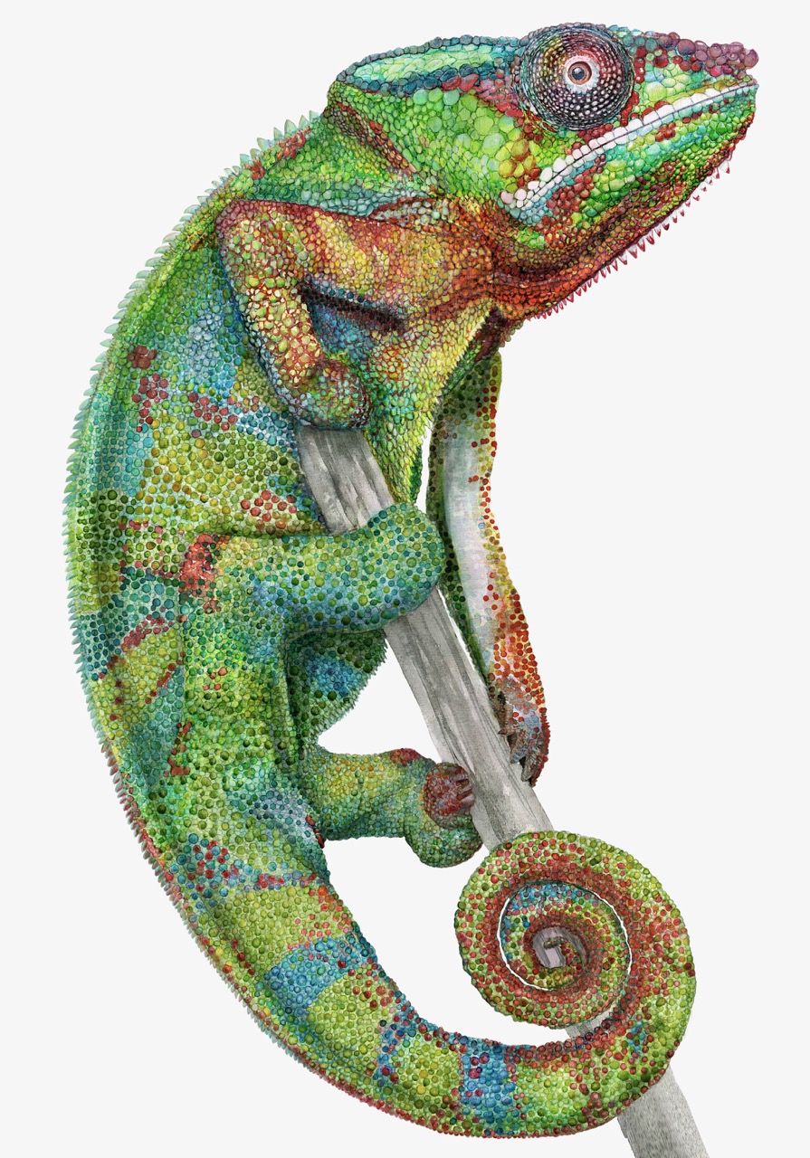 Chameleon