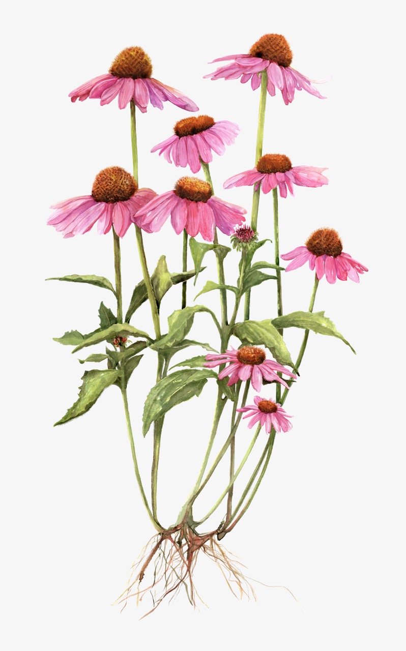 Echinacea Purpurea
