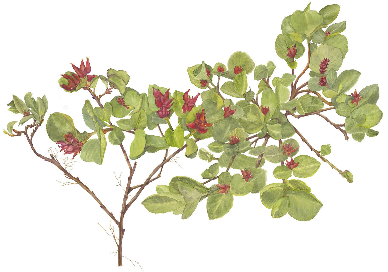 Salix herbacea1