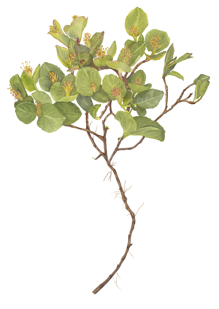 Salix herbacea2