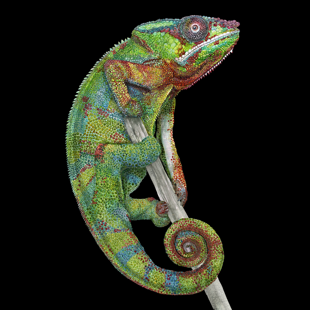 Chameleon