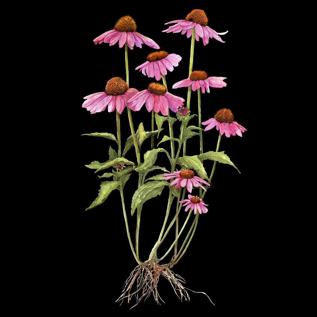 Echinacea
