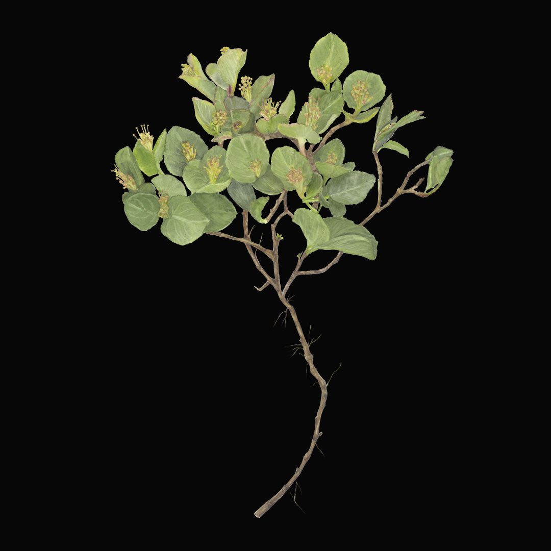 Salix