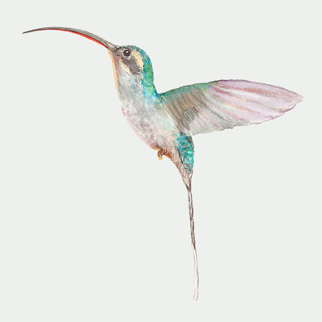 Green hermit hummingbird