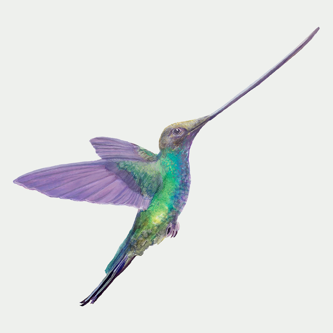 Sword bill hummingbird